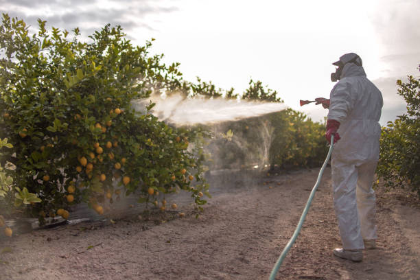 Best Affordable Pest Control Services  in St Augustine, FL