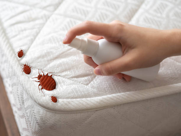 Best Pest Control for Homes  in St Augustine, FL